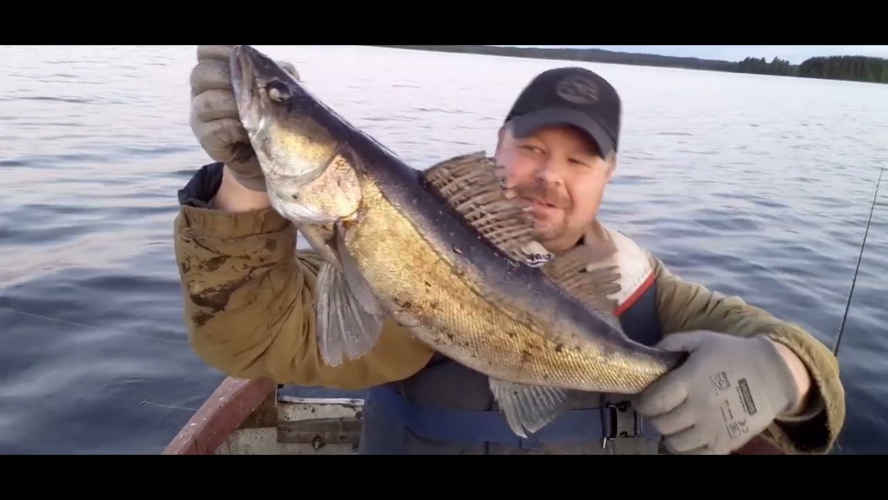 Kuhan kalastan Ilomantsinjärvellä @kala-antinmatkassa