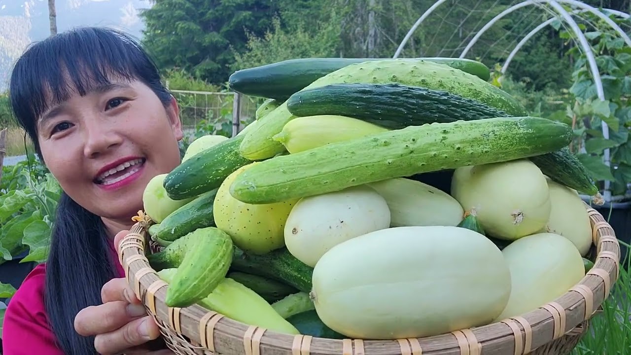 THU HOẠCH DƯA LEO TRỨNG RỒNG, DƯA LEO HÀN QUỐC, DÂU TÂY, ĂN NGAY TẠI VƯỜN 