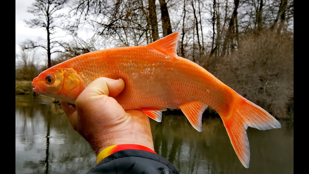11/20 Złota orfa
