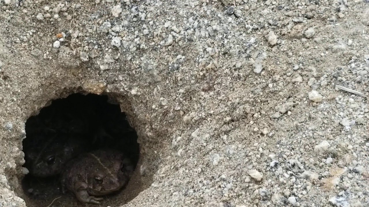 A Pack of Frogs Hiding from