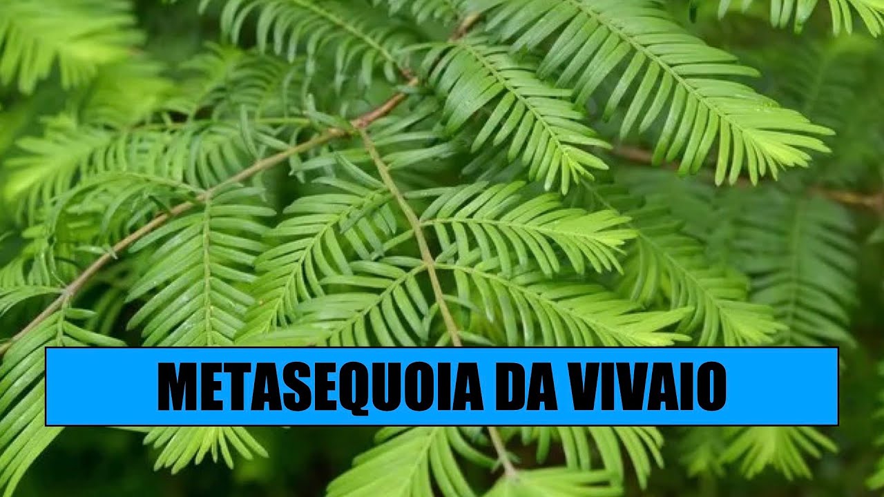 METASEQUOIA BONSAI - Partire da una pianta da vivaio