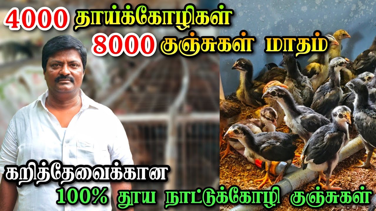 200 петухов и 4000 кур, чтобы производить 8000 цыплят в месяц? | Чистокровные деревенские куры на...