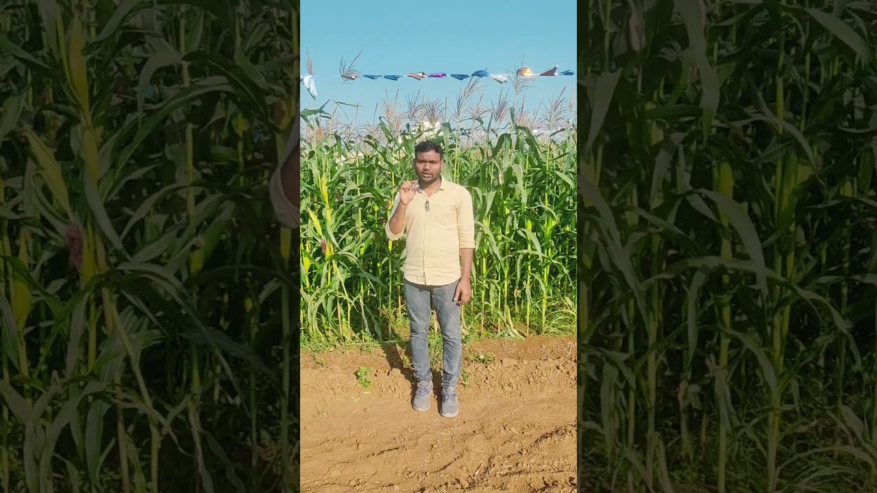 Birds control in Maize crop || Shiva Prasad || Agriculture  #agriculture #icar #farming