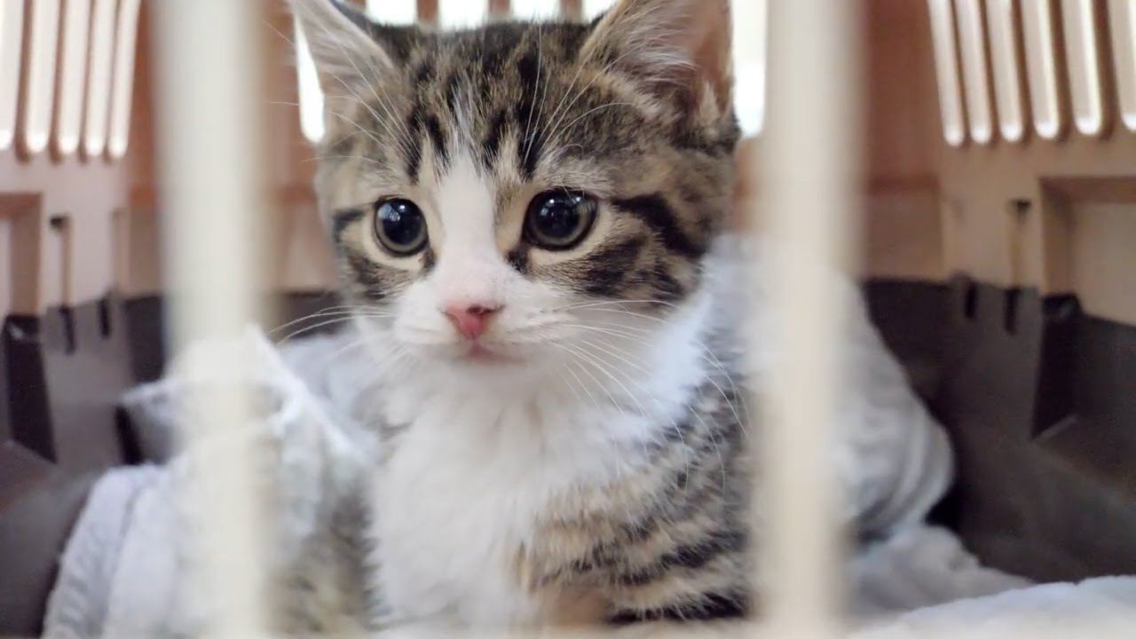 Looking back at Coco, a nervous kitten at his first hospital