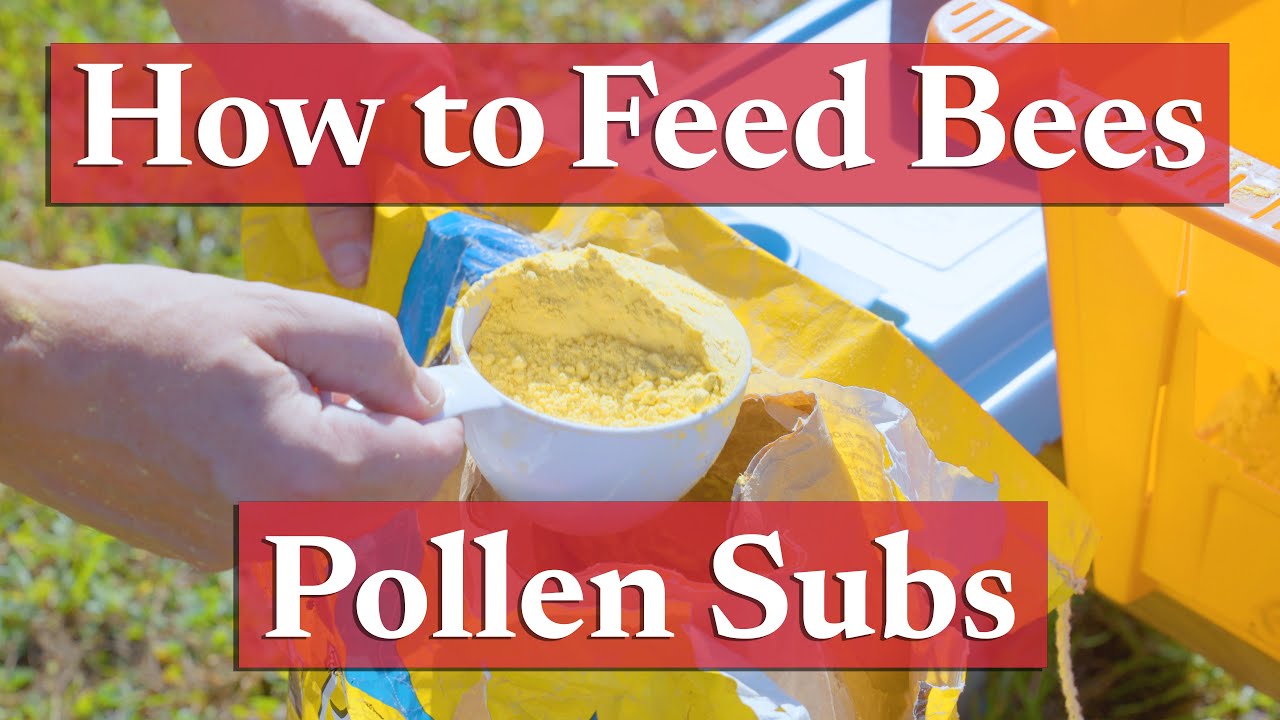Feeding Honey Bees Pollen Subs | Beekeeping Academy | Ep. 38