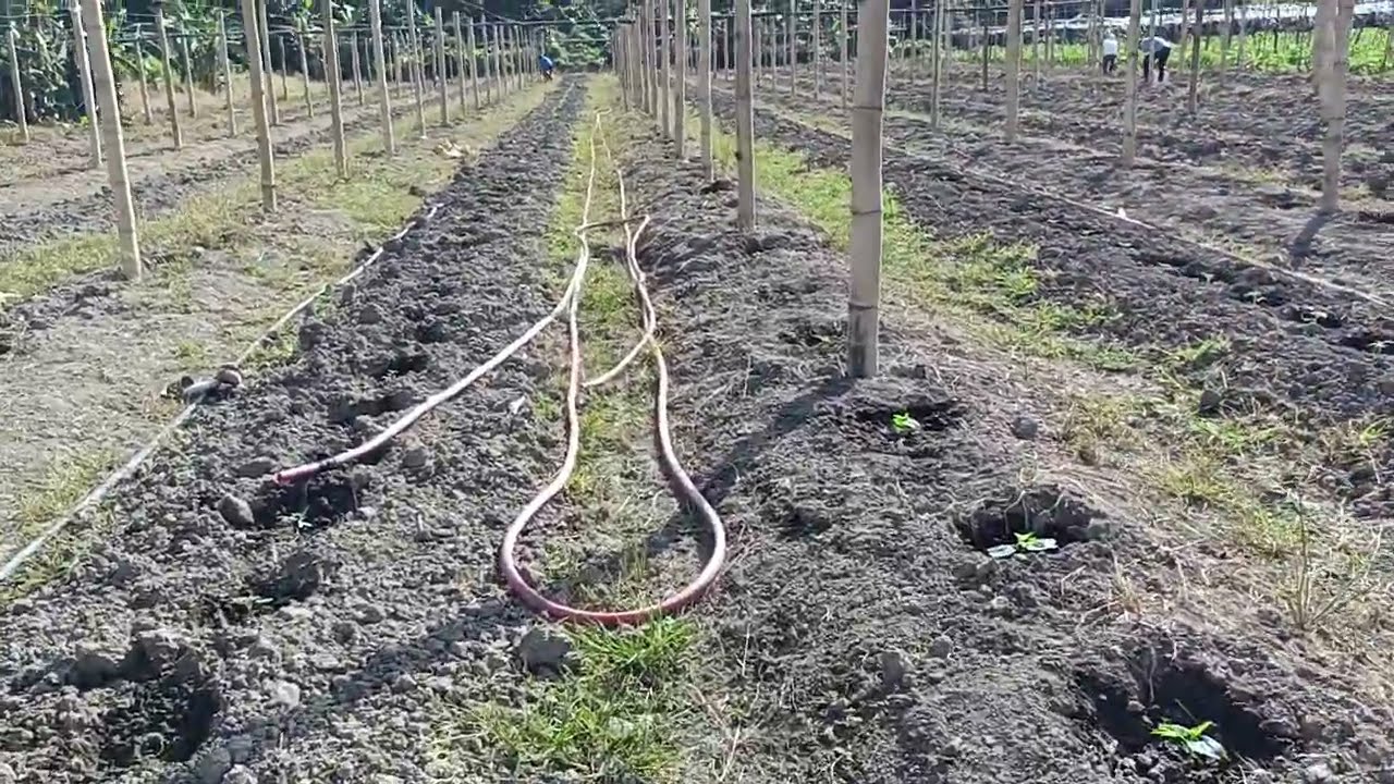 Magandang fertilizer sa kamates at Ampalaya na bagong tanim 🌱