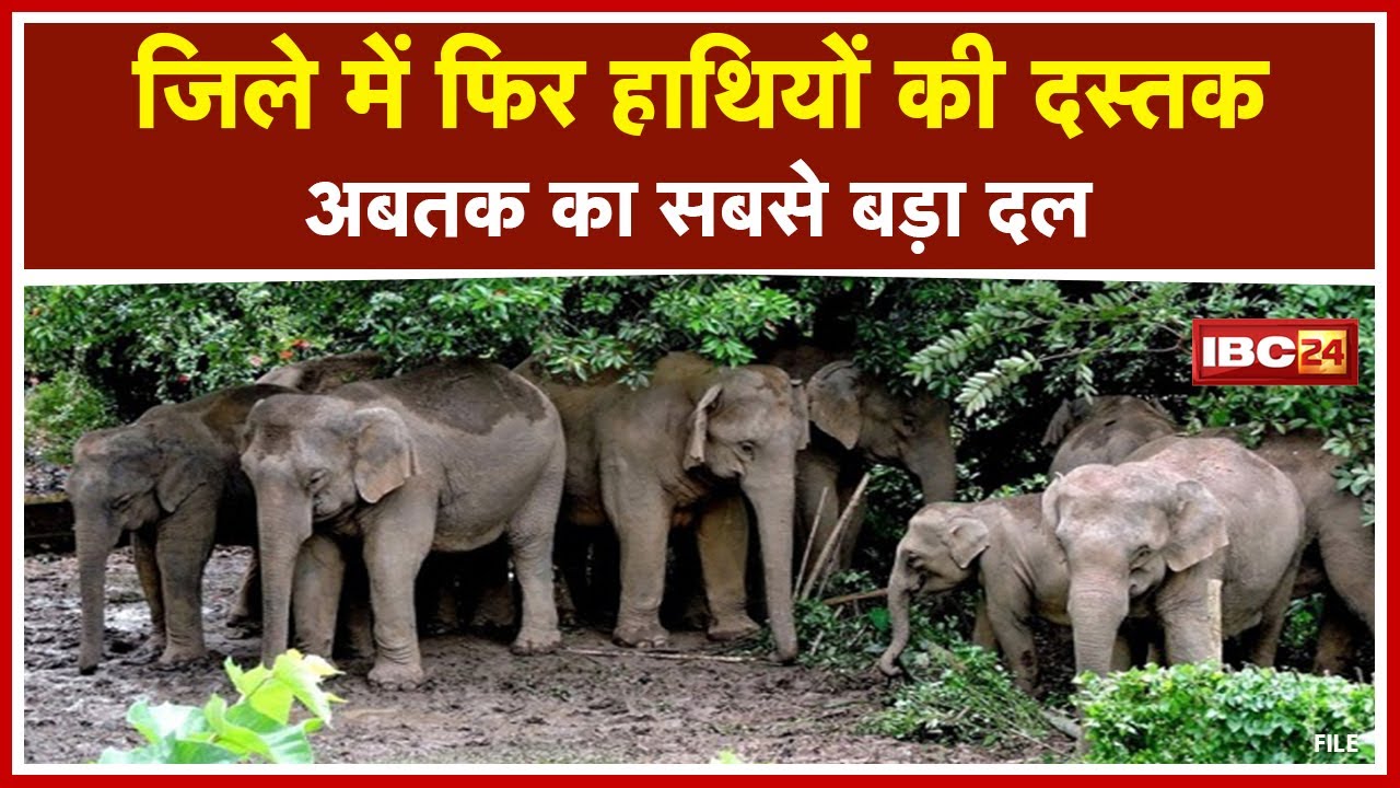 Pendra Elephant Attack : फिर हाथियों की दस्तक....Marwahi में 39 हाथियों का दल पहुंचा