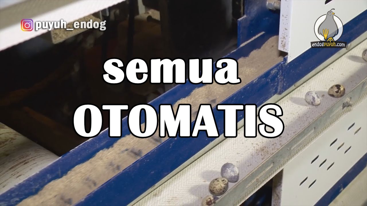 PETERNAKAN MODERN, SEMUA OTOMATIS