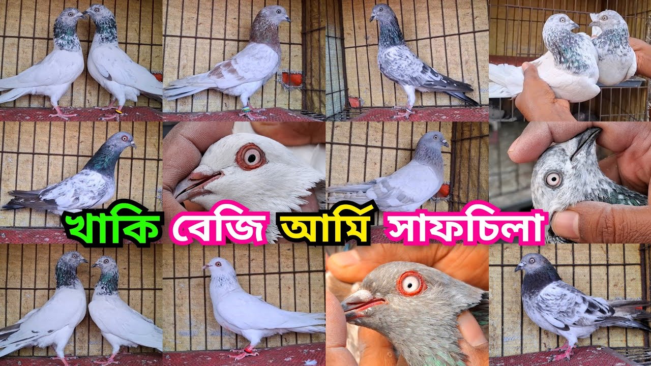 র-বেজি,আর্মি,পাংখি,লাল খাকি,চায়নাখাকি,সাফচিলা,কালোগলা, সবজগলা,বাঘা ও পাল্লা করা কবুতর কিনুন। 