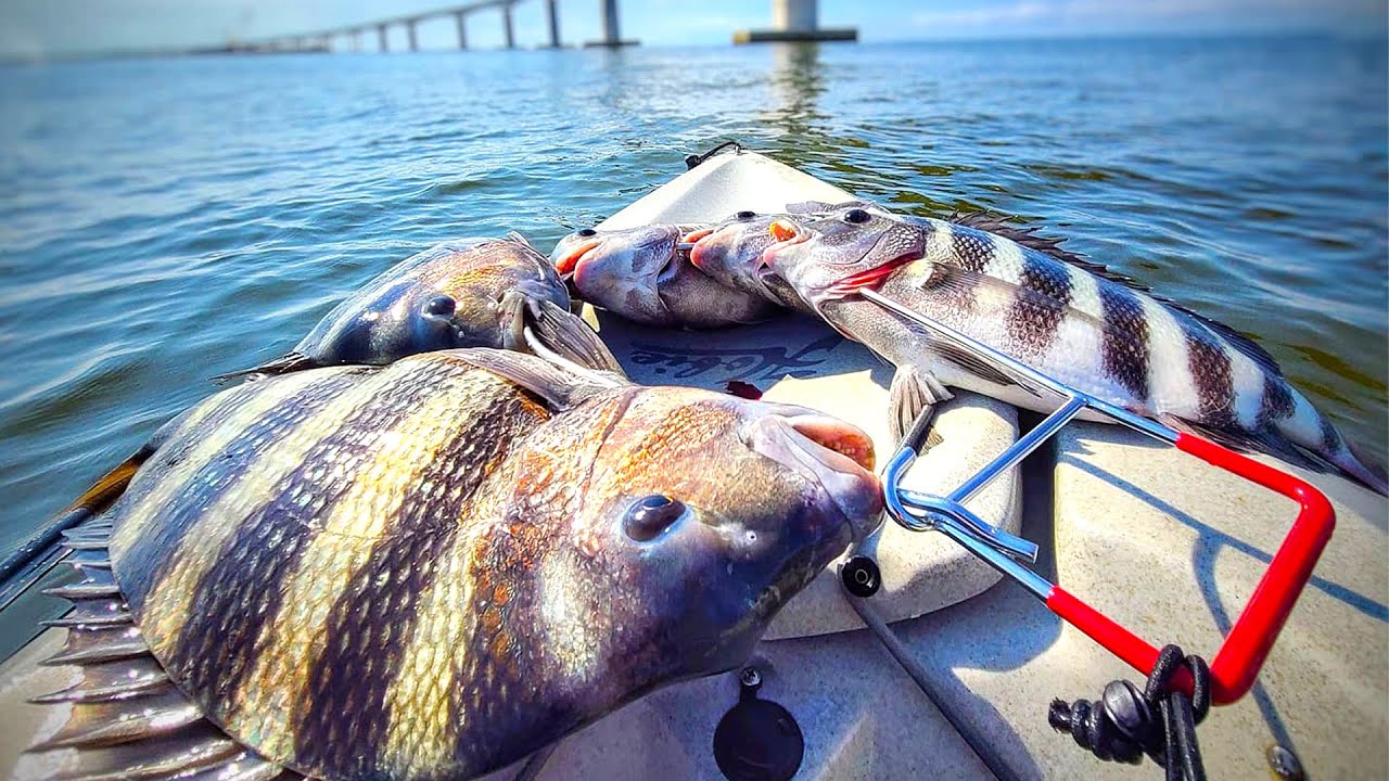 Fishing for Oregon Inlet Sheepshead! (They were everywhere!)