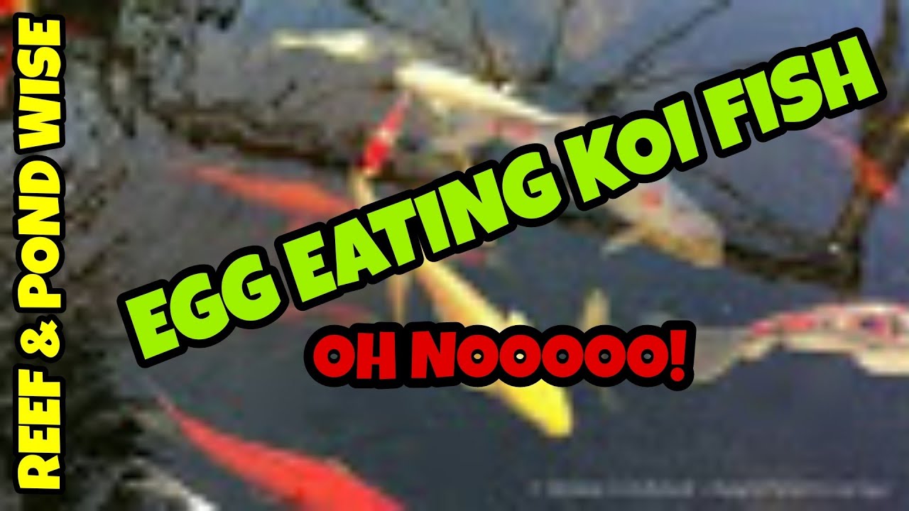 KOI SPAWNING IN POND.