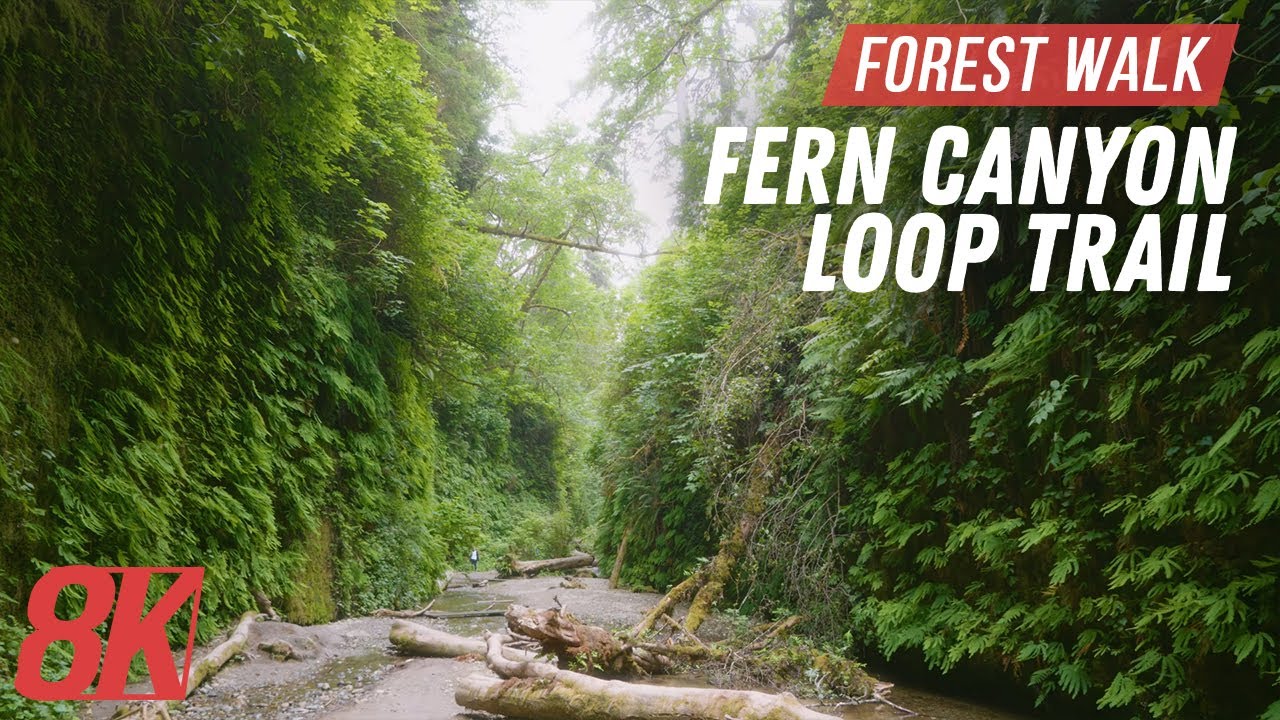 Best Hikes in Redwood Park, California - 8K Fern Canyon Loop Trail for Treadmill Workout