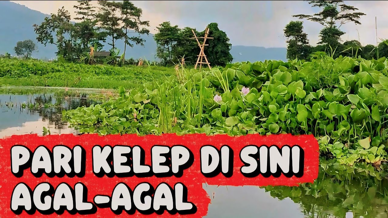 Spot bejalen rawa pening // mancing rawa pening terbaru