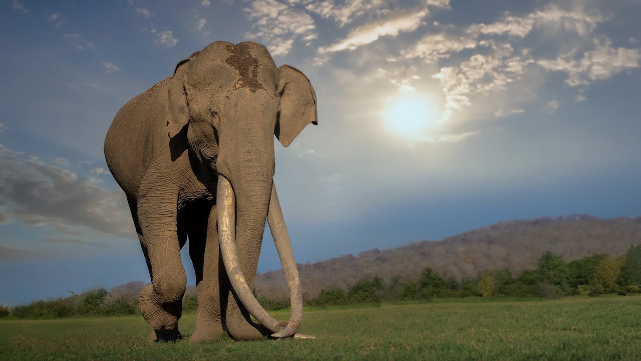 World Elephant Day | Tamil Nadu Forest Department