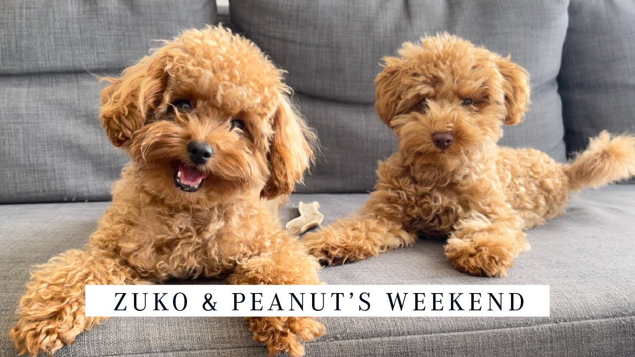 2 TOY POODLES | Zuko & Peanut's Weekend!