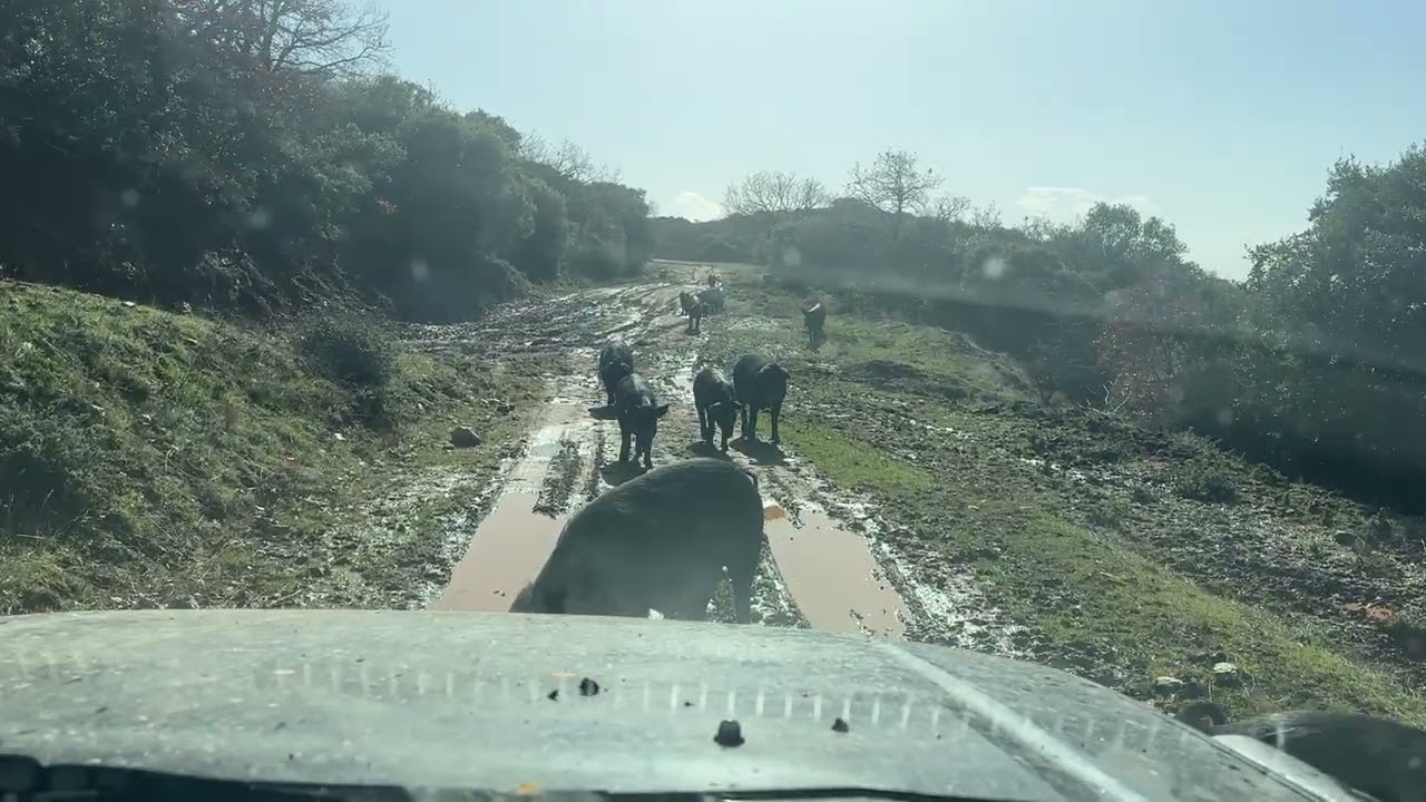 Όλα τα γουρούνια, βόλτα στη λάσπη!!