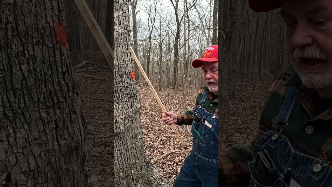 Native American woodland history with White Oak trees! Did you know acorns can shut your liver down?