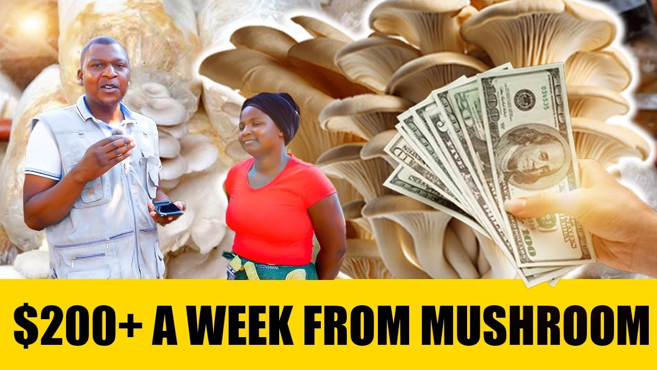 Why She Left Broiler Farming to Mushroom Cultivation. Zimbabwean Mushroom Farmer Journey Explained.