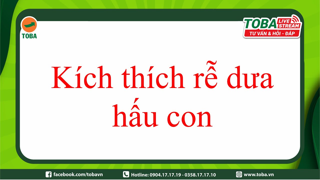 Kỹ thuật kích thích rễ Dưa Hấu con phát triển mà bạn nên biết | kỹ thuật câu rau | TOBA