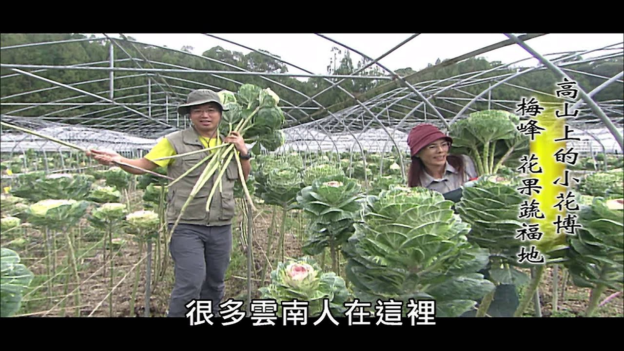 【MIT台灣誌 #440】高山上的小花博~梅峰 花果蔬福地 Pt.2/5