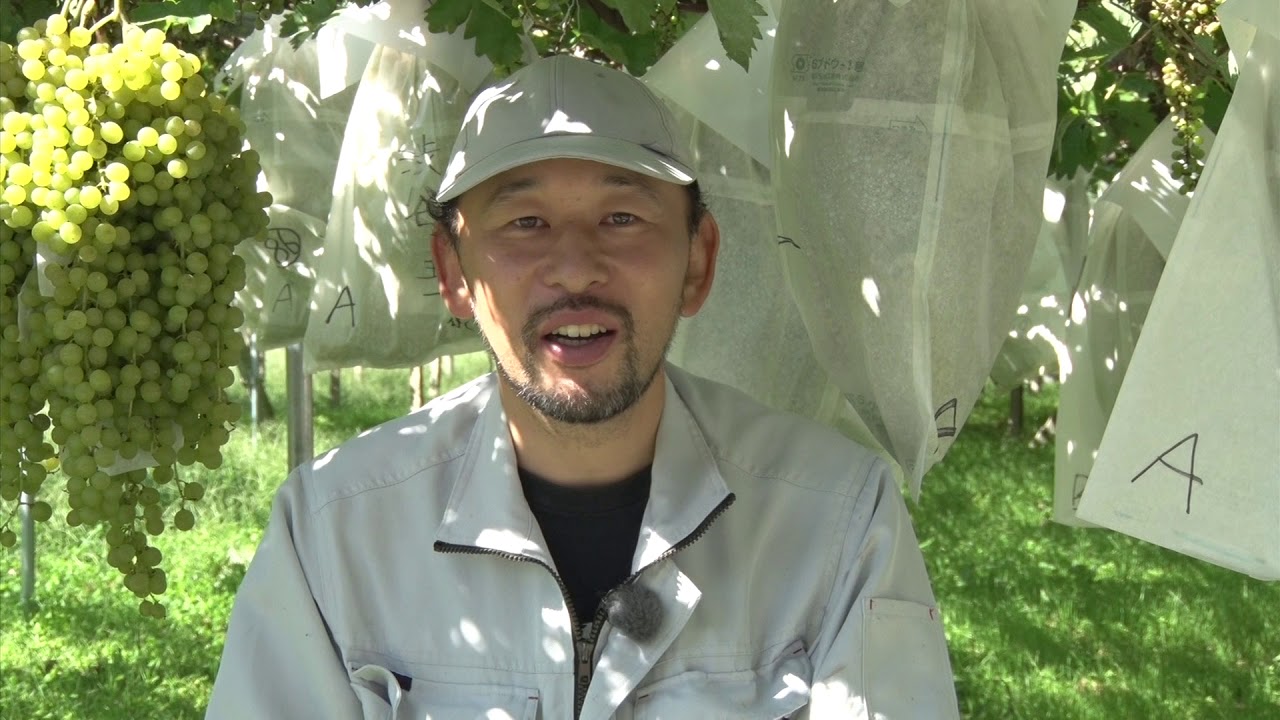 【ながの旬チャンネル】ぶどう栽培　宮林 伸夫さん - 長野市農業公社