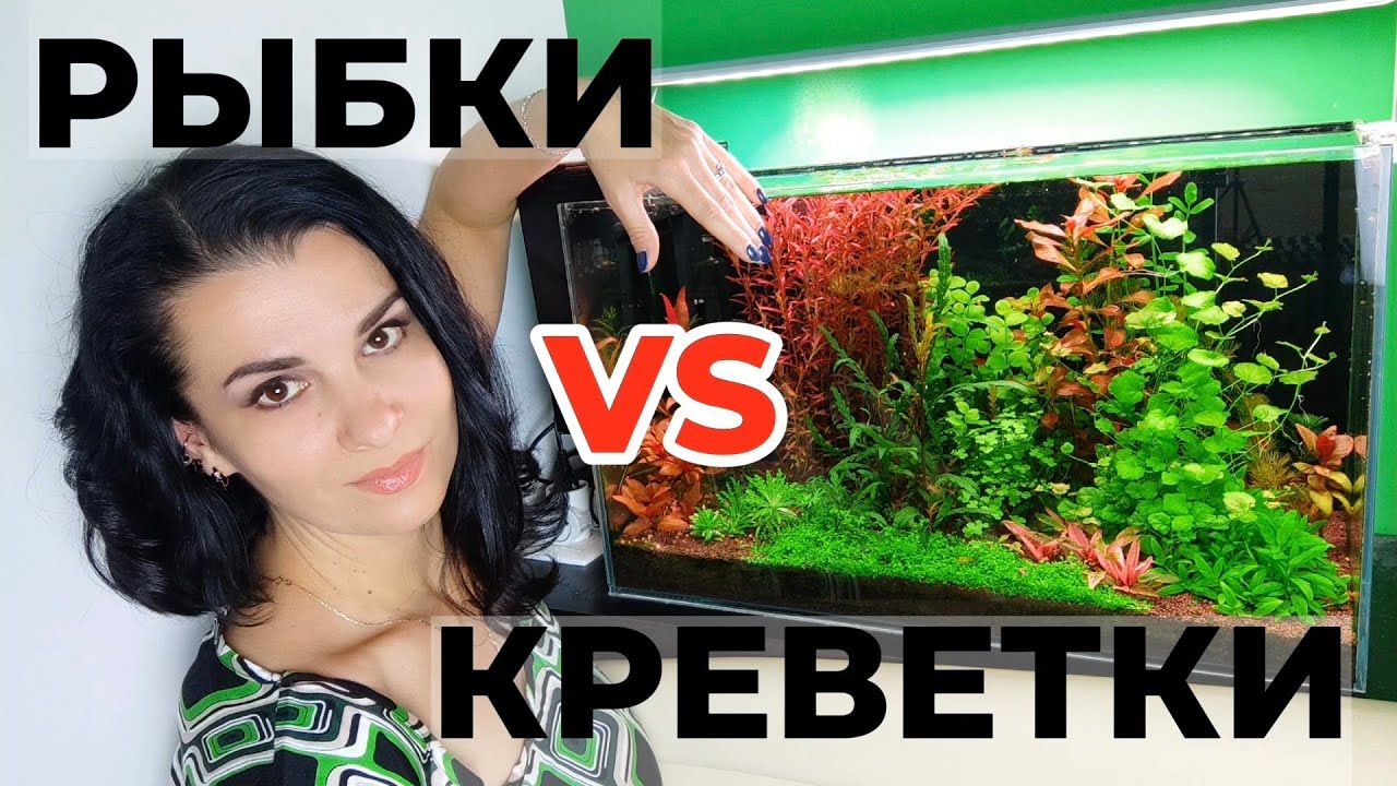 Совместное содержание креветок и рыбок в аквариуме