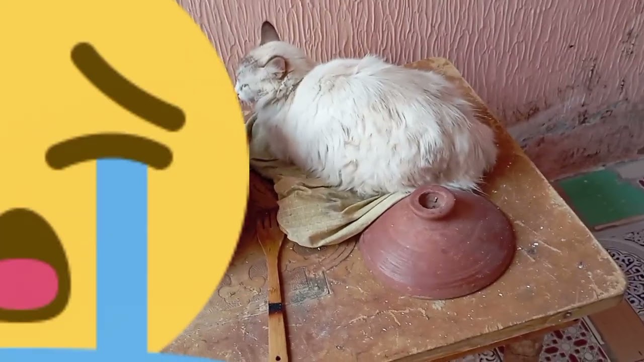 😭😭😭 للاسف القطة لي ولدات عدنا مااااااااااااا.............تو ليها ولادها كلاهم مش 