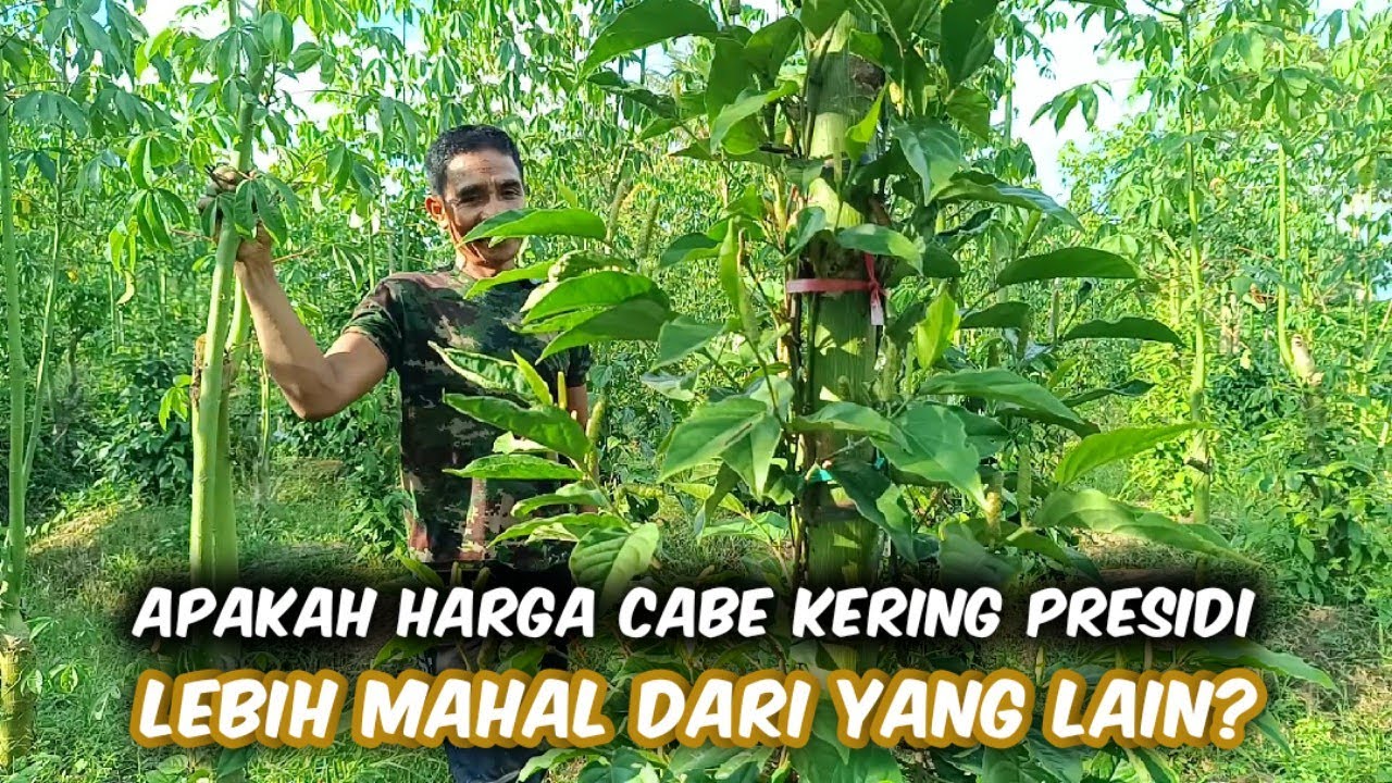Perbedaan Jumlah Cabang Cabe Jamu Jenis Presidi Dibanding Jenis Lain 