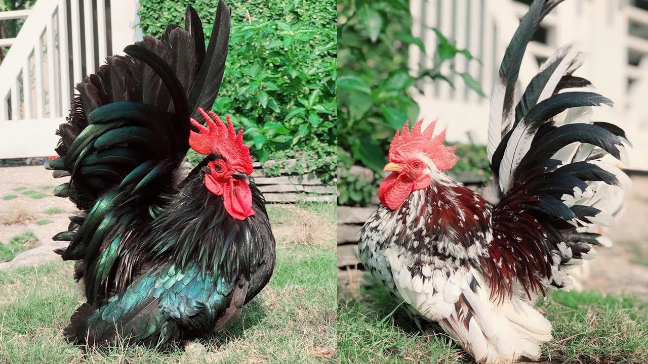 Japanese Bantam Chickens - Vẻ Đẹp Mê Hồn Của Những Chú Gà Trống Lọc