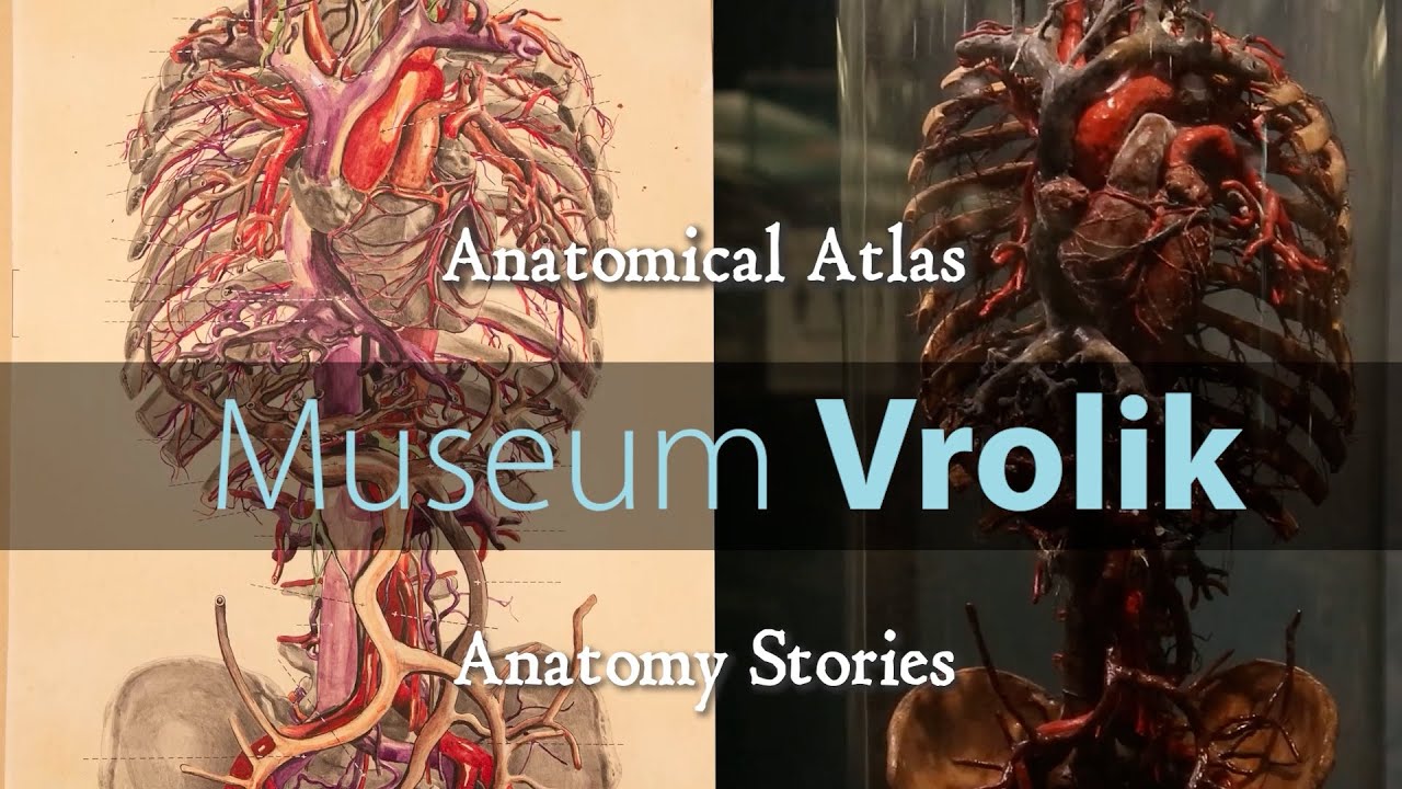 Museum Vrolik - Anatomy Stories 3: Anatomical Atlas