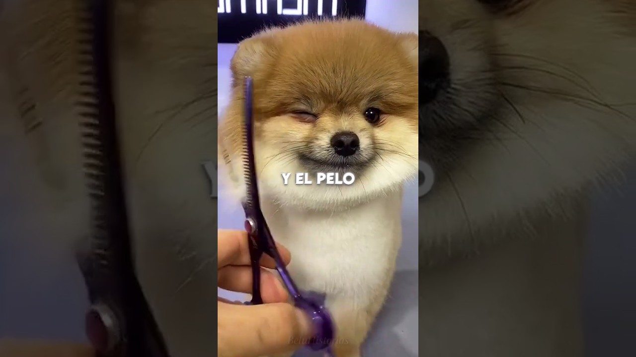 Este Perrito Tiene Nuevo Look 🐶&hearts;️ #shorts