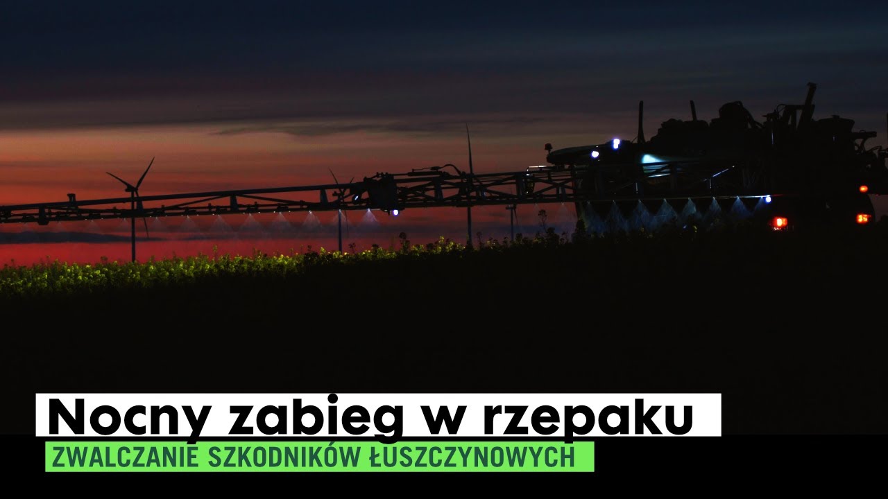 Zwalczanie szkodników łuszczynowych w rzepaku