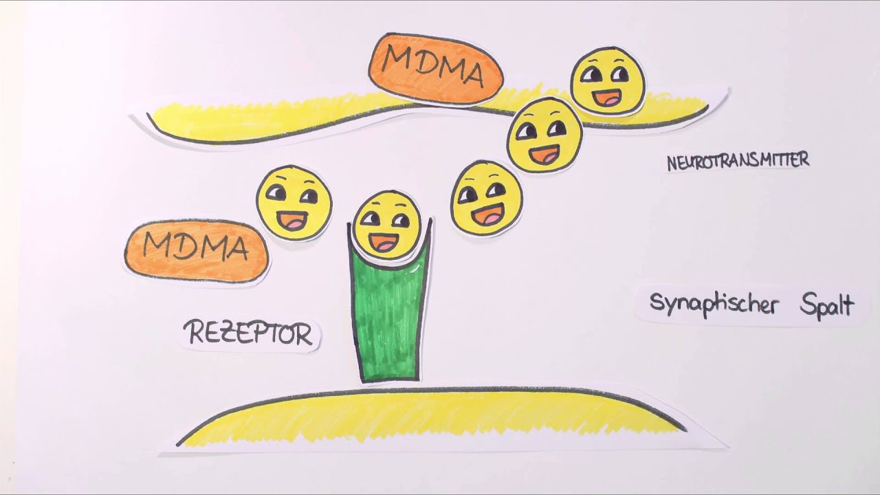 MDMA - Was passiert in meinem Gehirn?