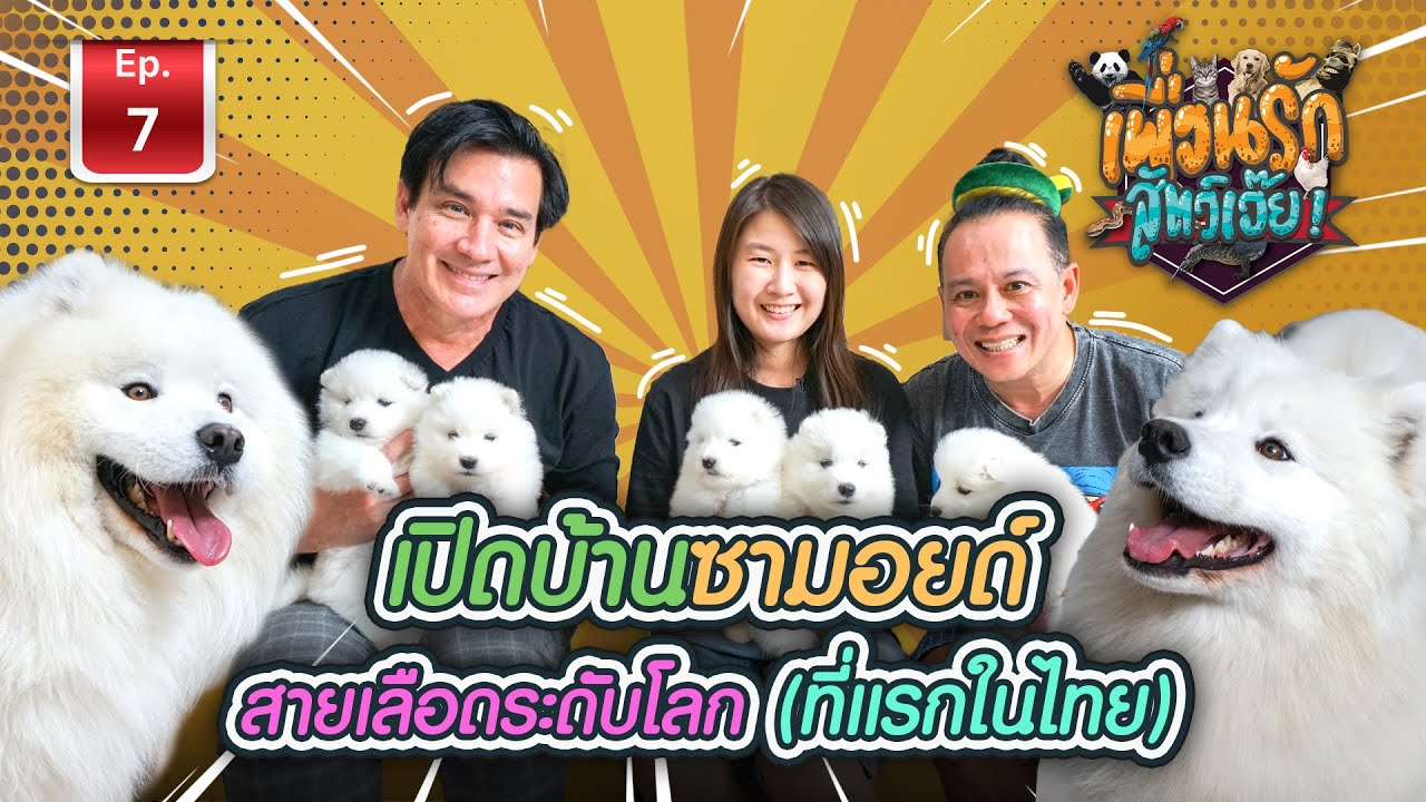 เปิดบ้านซามอยด์ I เพื่อนรักสัตว์เอ๊ย Ep.7 #MaelugaKennel
