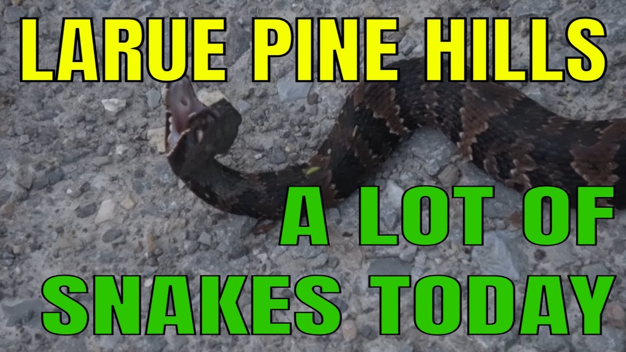 Big Day at Snake Road in LaRue Pine Hills