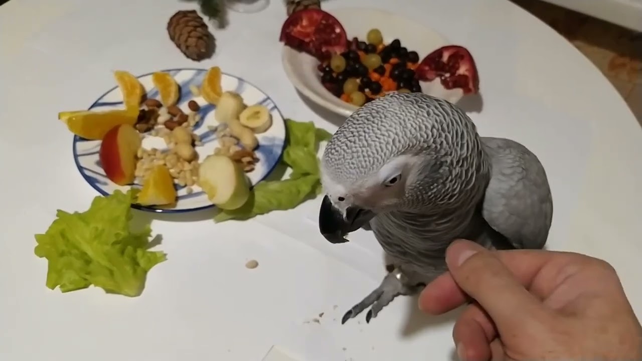 Жако кушает