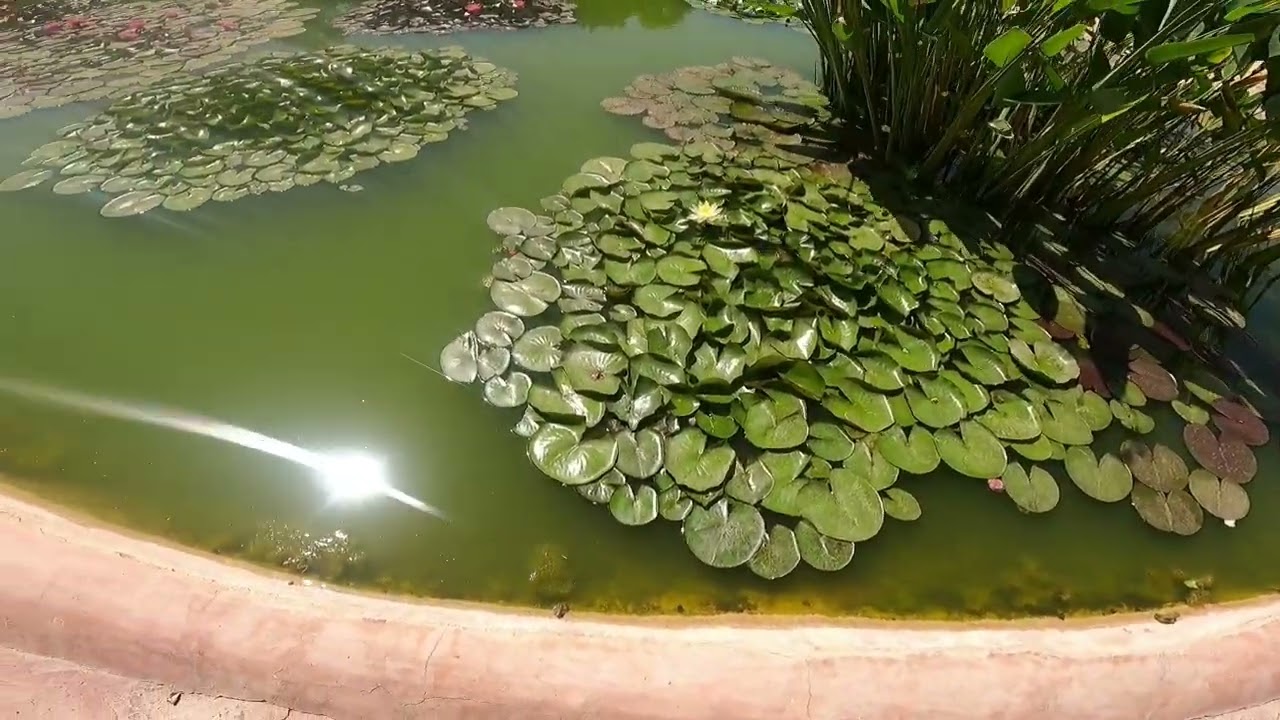Journey into the Reptilian Realm : Croco parc Agadir