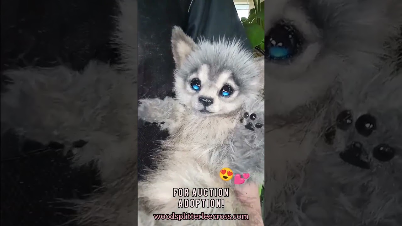 Adorable Baby Grey Wolf Loves to be Held!