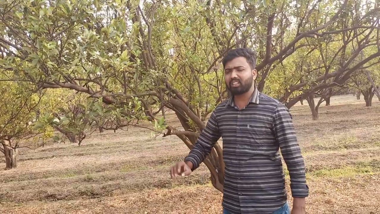 लिल्लारे यांची उत्कृष्ट पद्धतीने झालेली सेटिंग संत्रा उत्पादक शेतकरी विपुल चौधरी 🍊9588462272