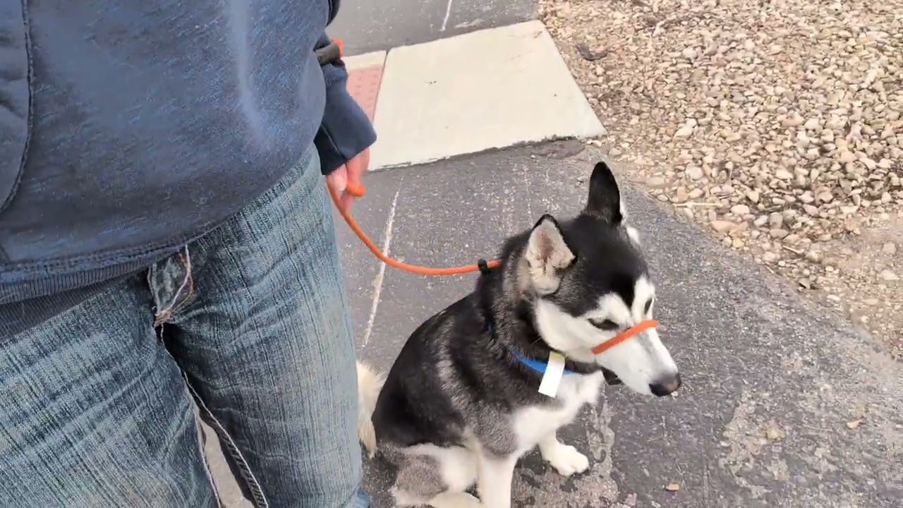 Jackson, first day, finishing up first training walk