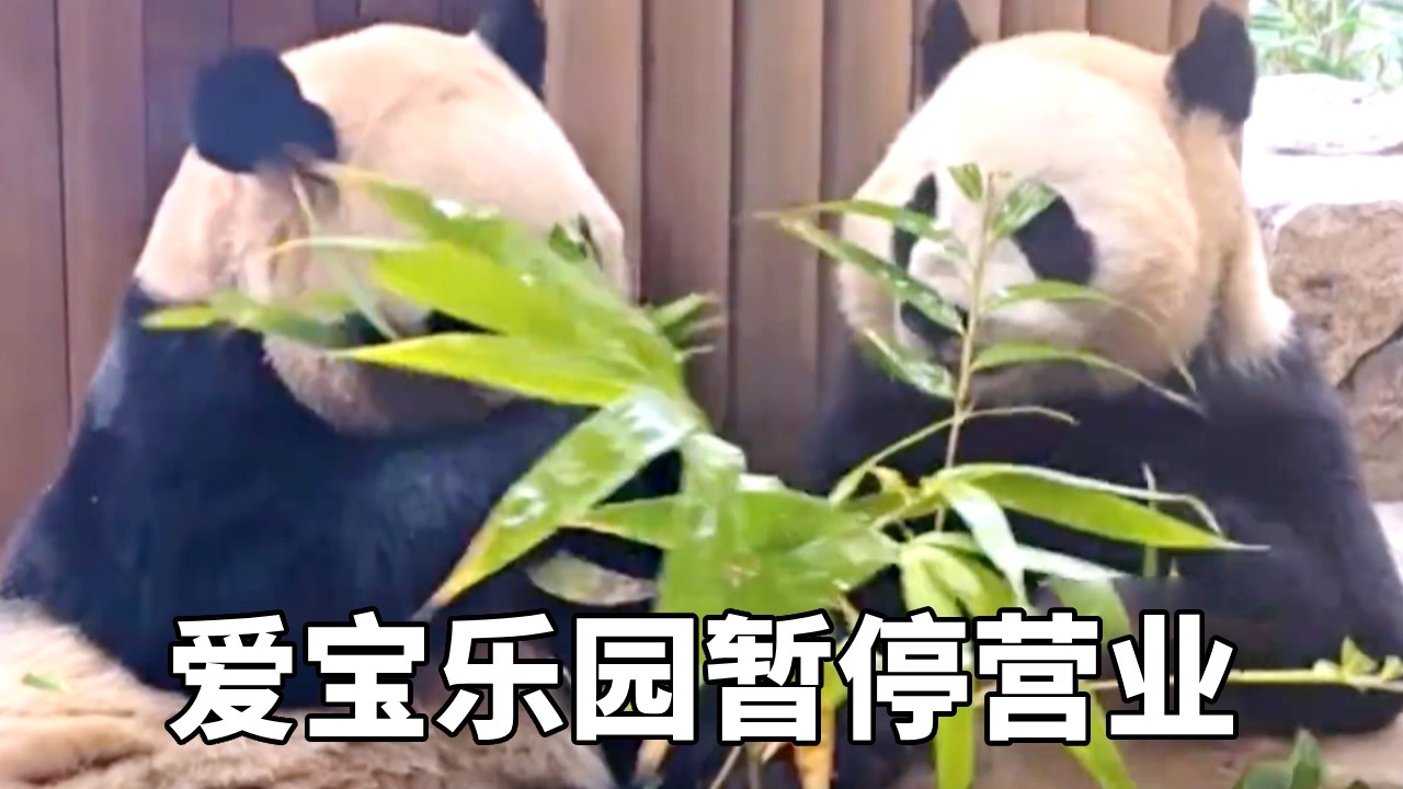 爱宝乐园暂停营业，姐妹俩继续营业，为了能有弟弟妹妹姐妹俩也是担起了家庭重担！#牧场时间#熊猫