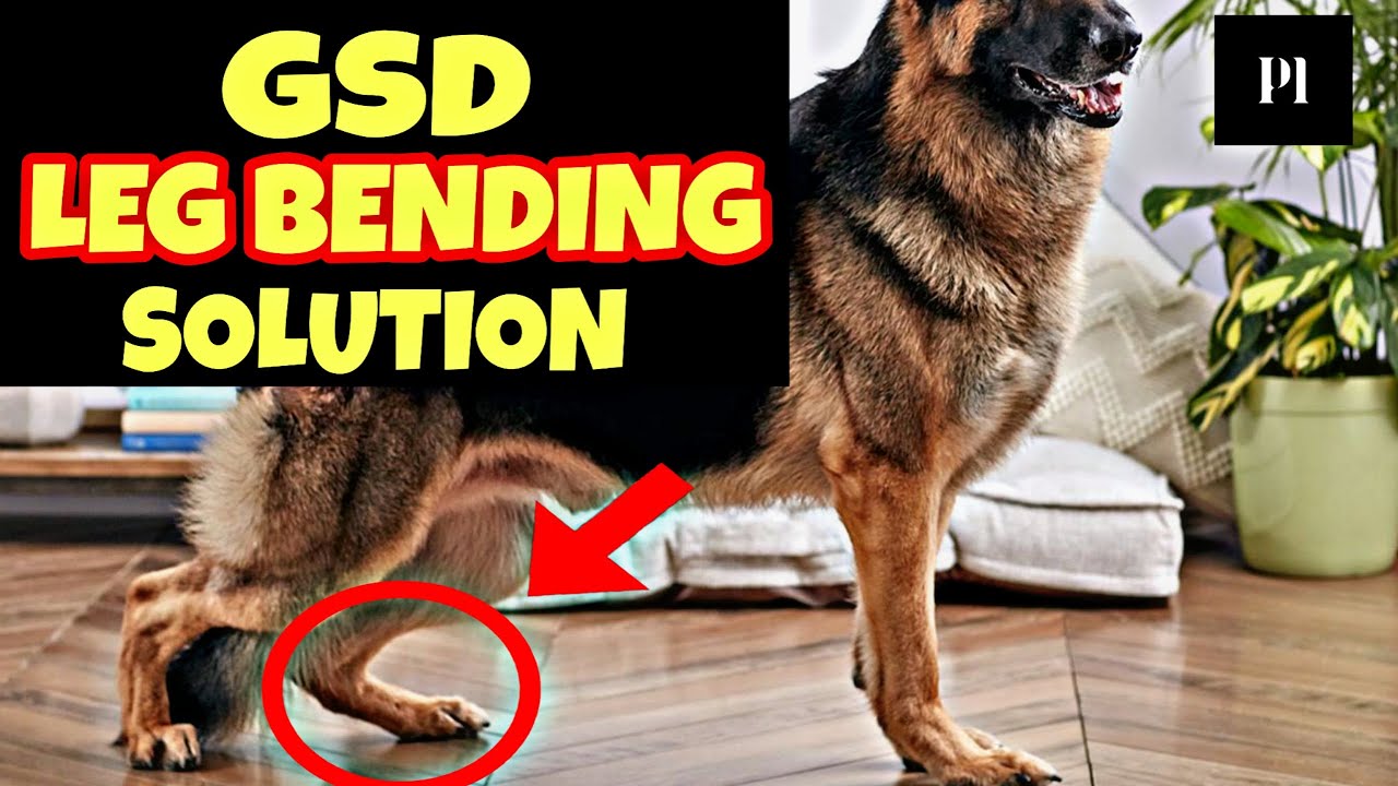 German shepherd leg bending problem solution in Hindi | Petsinfomania