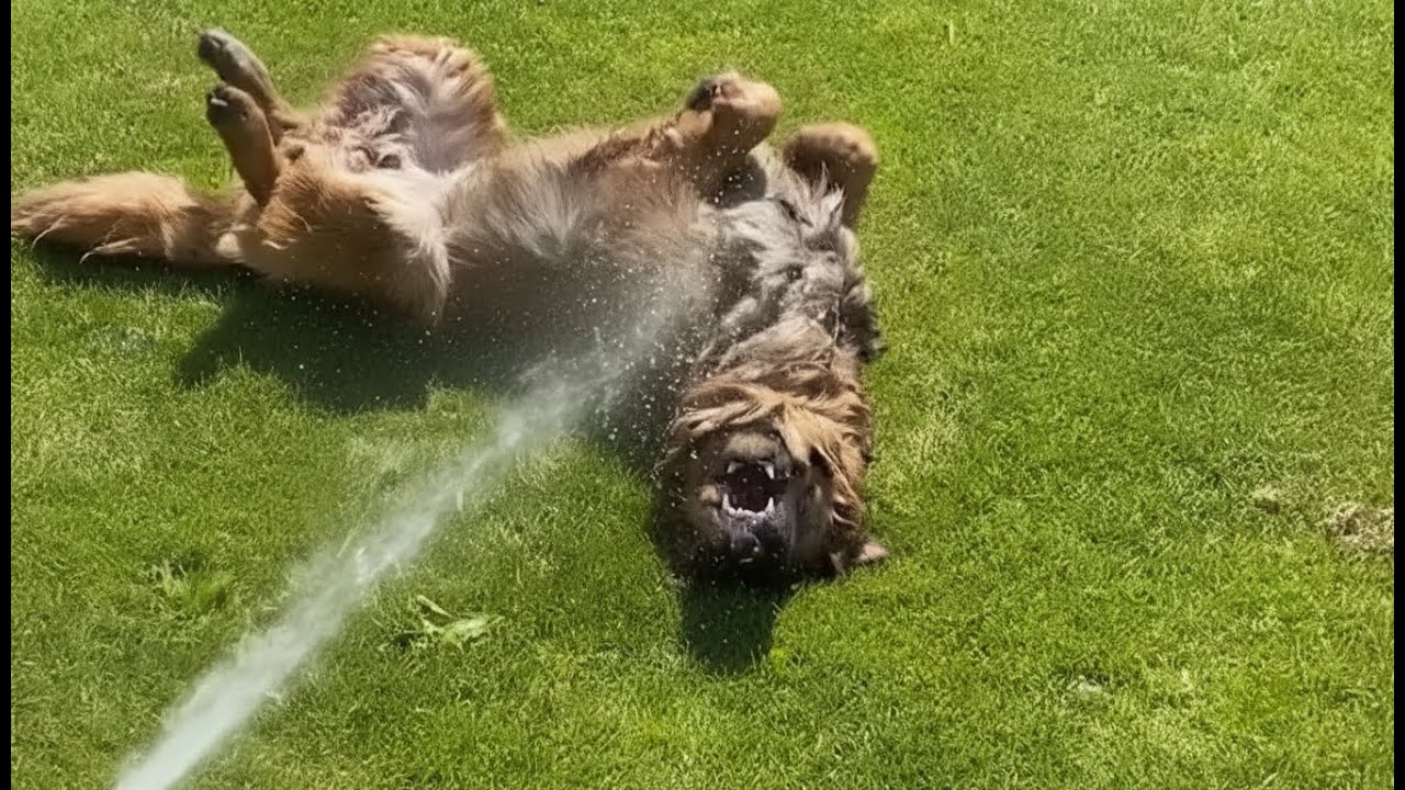 When your dog is not afraid of water at all.