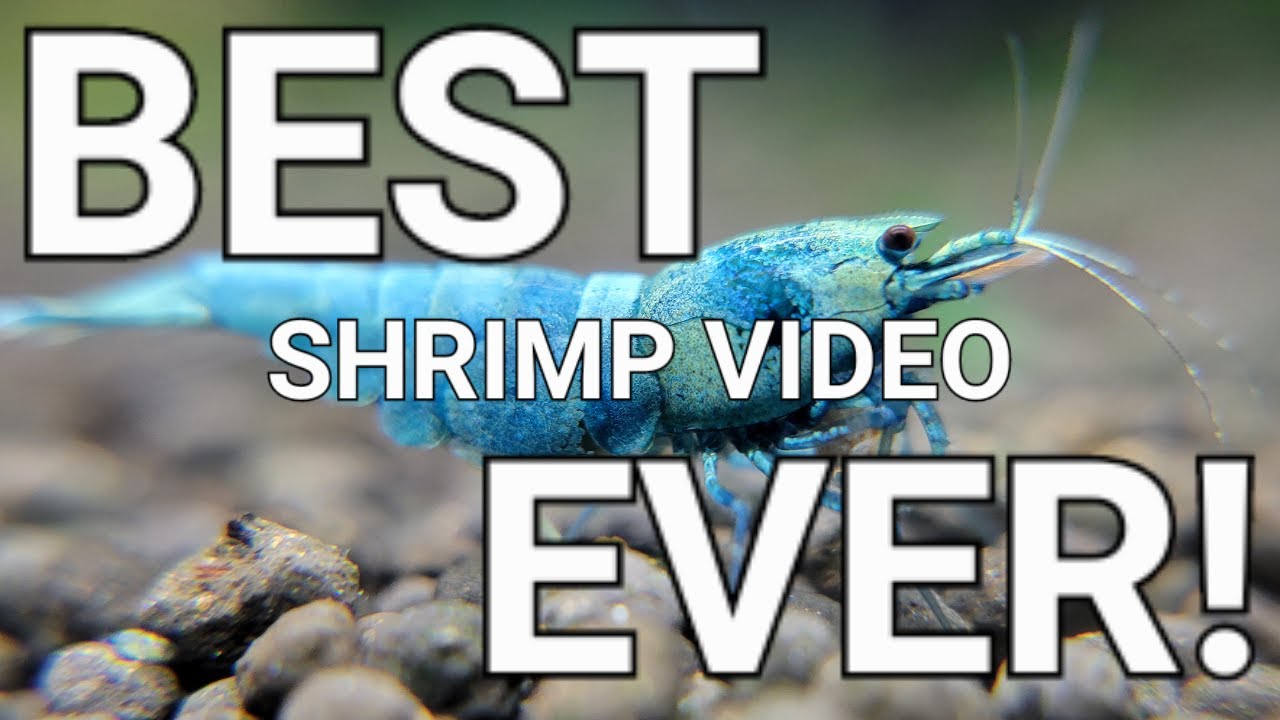 Caridina Shrimp Tank DEEP Cleaning! Never lose a shrimp during water changes!