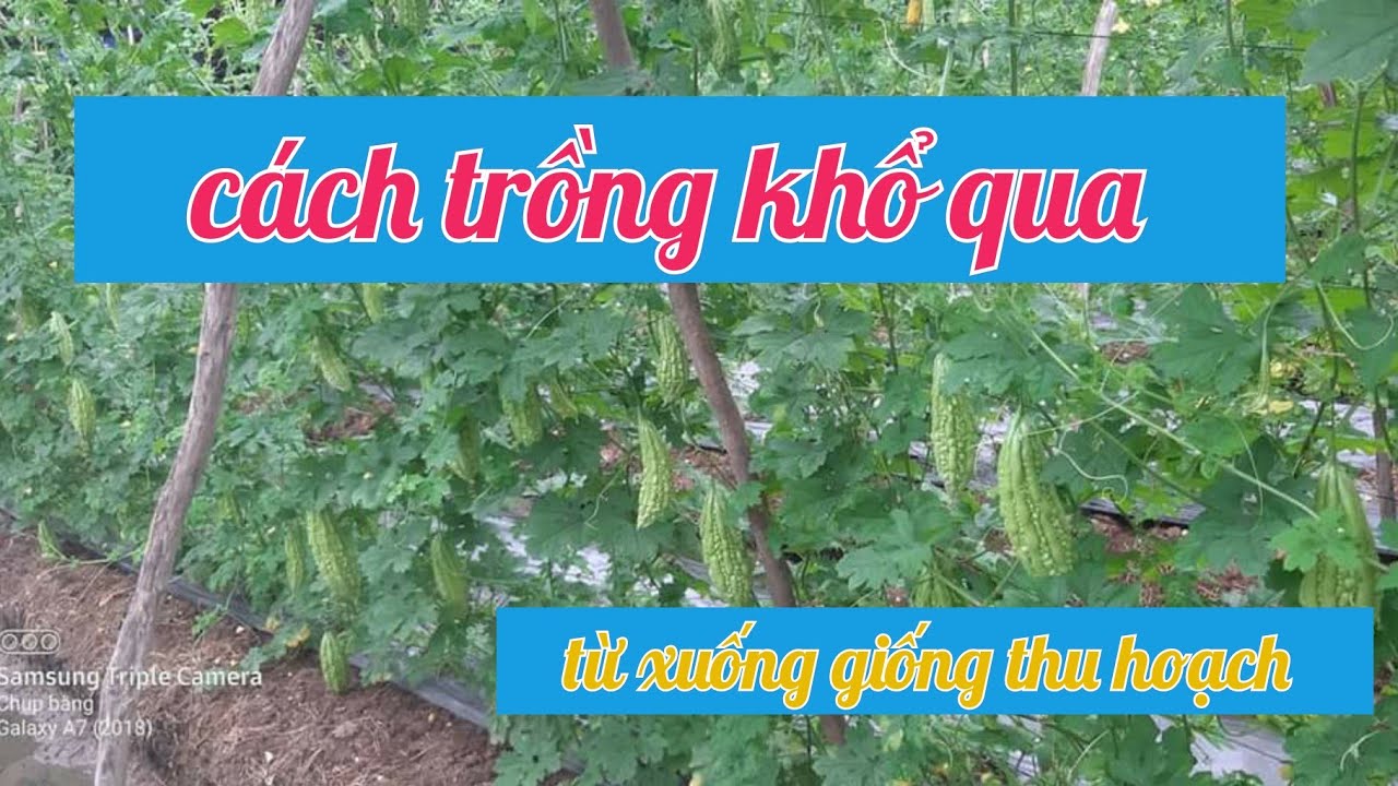 Cách trồng khổ qua /xuống  giống đến thu hoạch