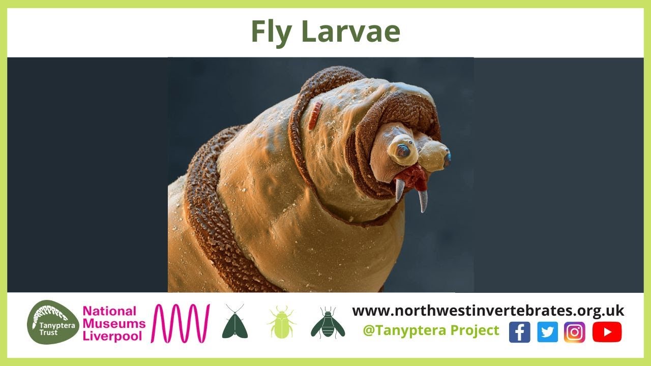 Fly Larvae