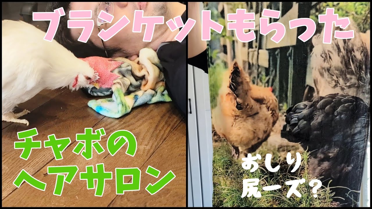 チャボのヘアサロン＆おしりブランケット貰いました