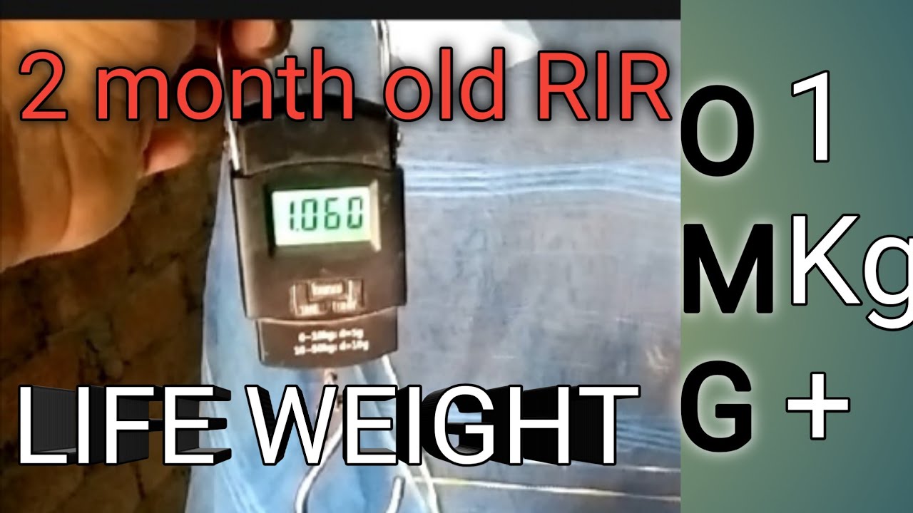 2 months old RIR chicken life weight....