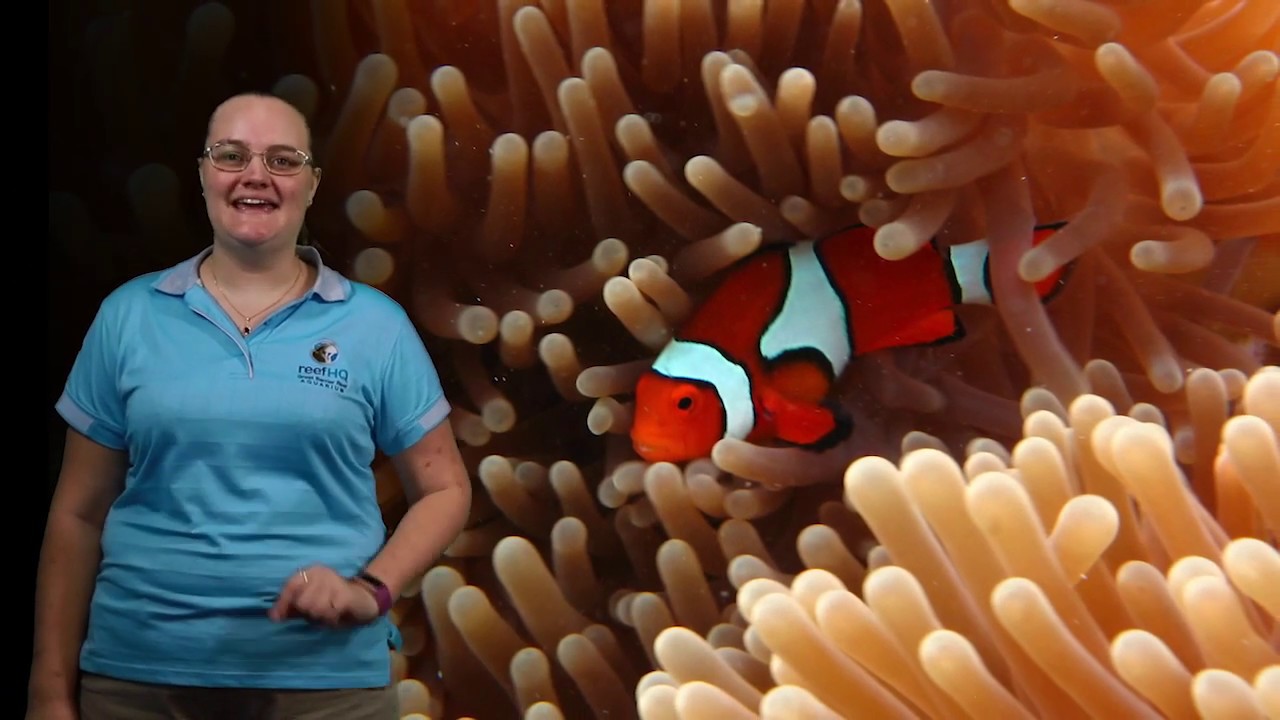 Growing up on the Reef