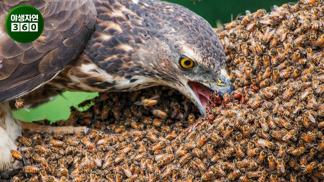 꿀독수리가 말벌집을 공격합니다&hellip; 카메라에 포착된 가장 놀라운 맹금류 사냥 장면! | 동물의 왕국